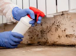 Best Black Mold Removal  in Bellaire, TX